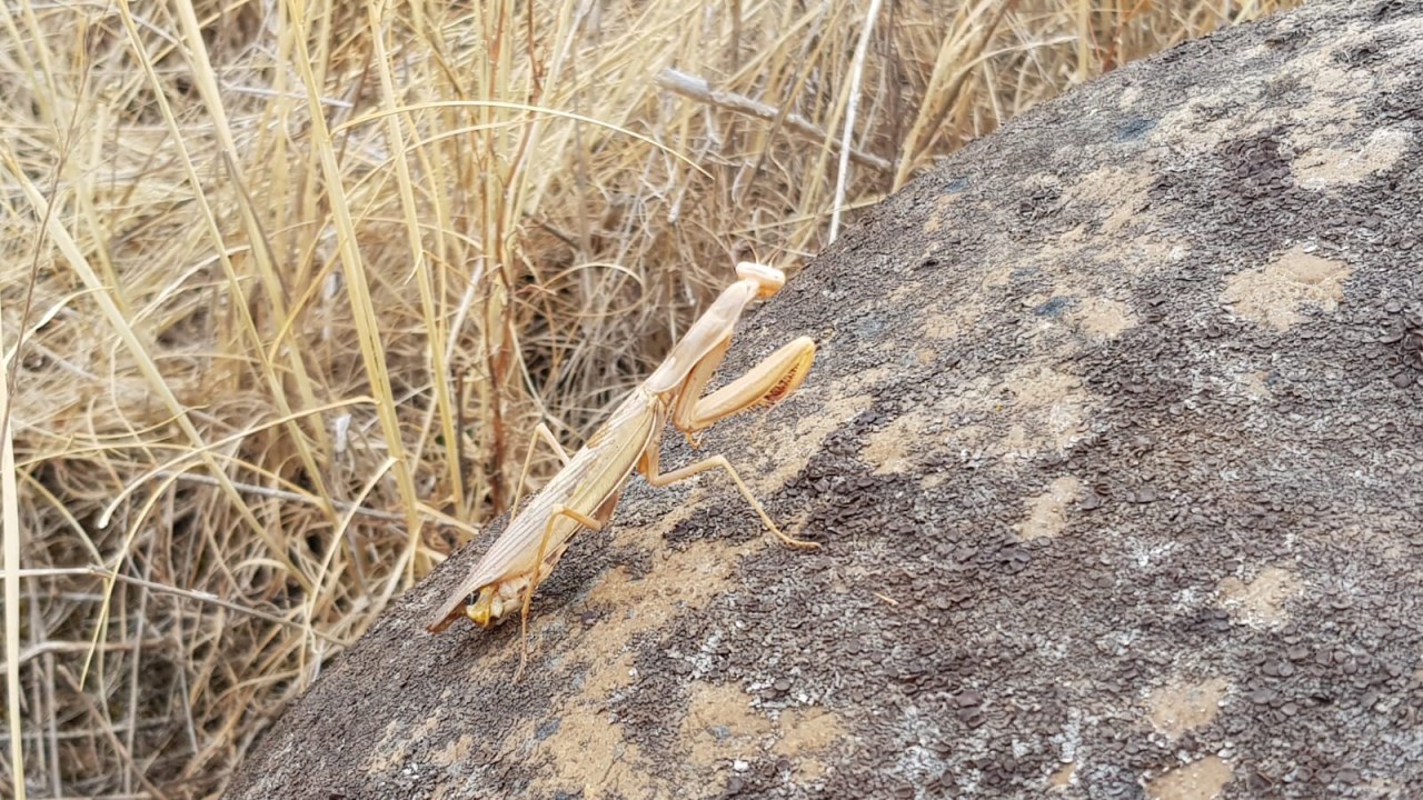 Day 2 (1/Sept/2019) Montamarta to Granja de la&nbsp;Moreruela