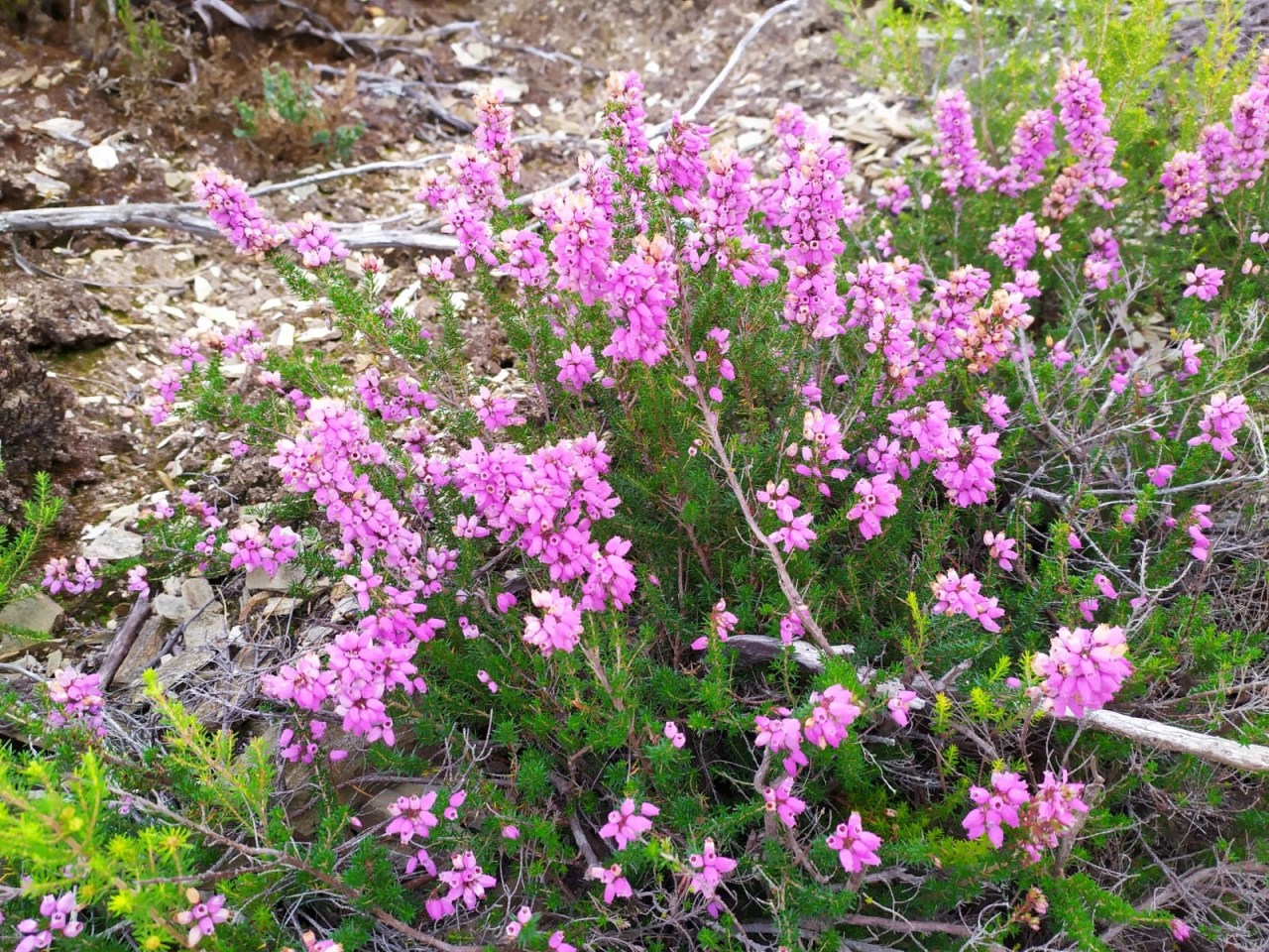 Day 10 (9/Sept/2019): A Gudiña to Laza